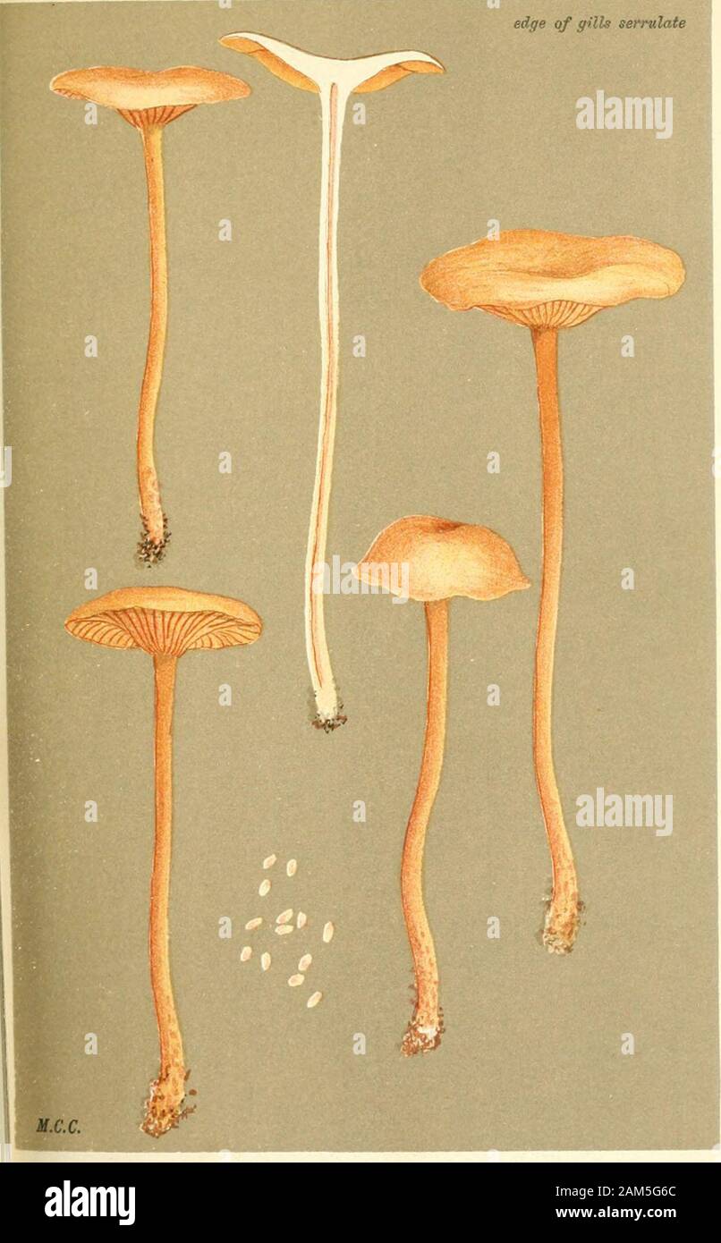 Illustrations of British Fungi (Hymenomycetes), to serve as an atlas to the 'Handbook of British Fungi' . li,,/ I.. t tT. A ,,Vv J^^^. V- AGARICUS (CALERA) MYCENOPSIS. Fries, amongst mosses. I ^ ?-,- 1, r ^f DERMINI. PL. C02. dge of gills serrulate. AGARICUS (TUBARIA) CUPULARIS. Bull. (VARIETY.)amongst grass. Dinmore. Sept., 1884. Stock Photo