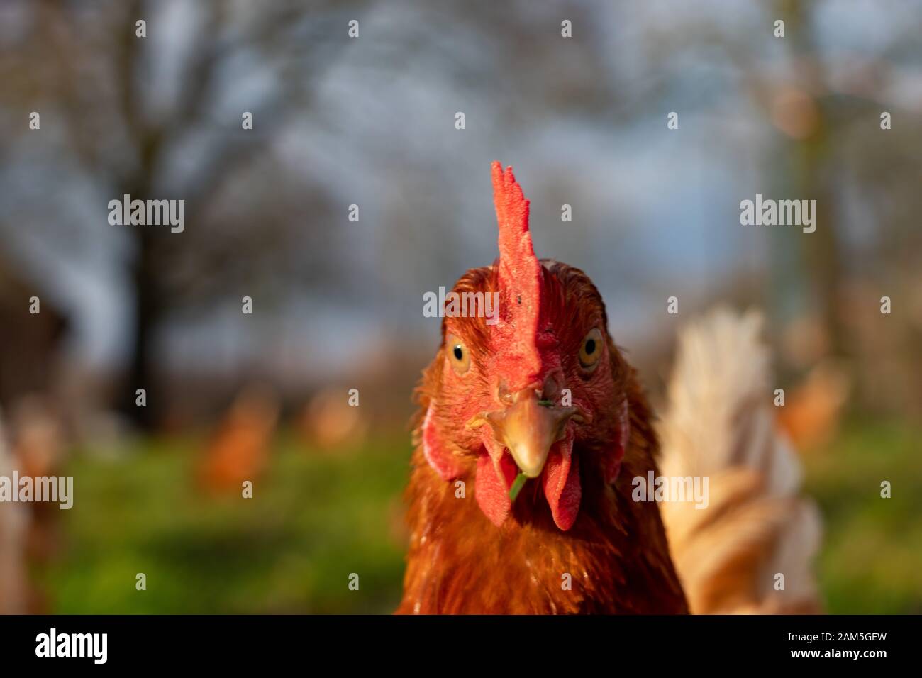 close up of a brown hen on an organic free range chicken farm, Germany Stock Photo