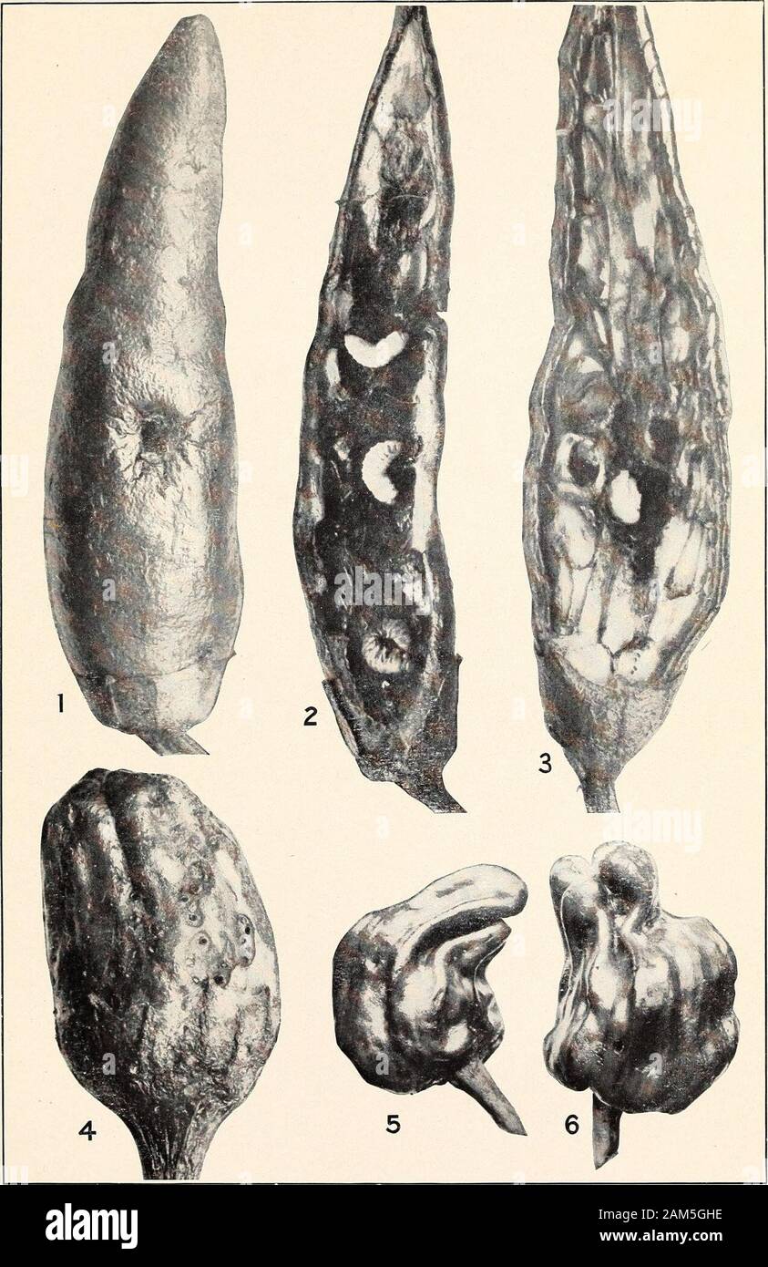Papers on the cotton boll weevil and related and associated insects ...