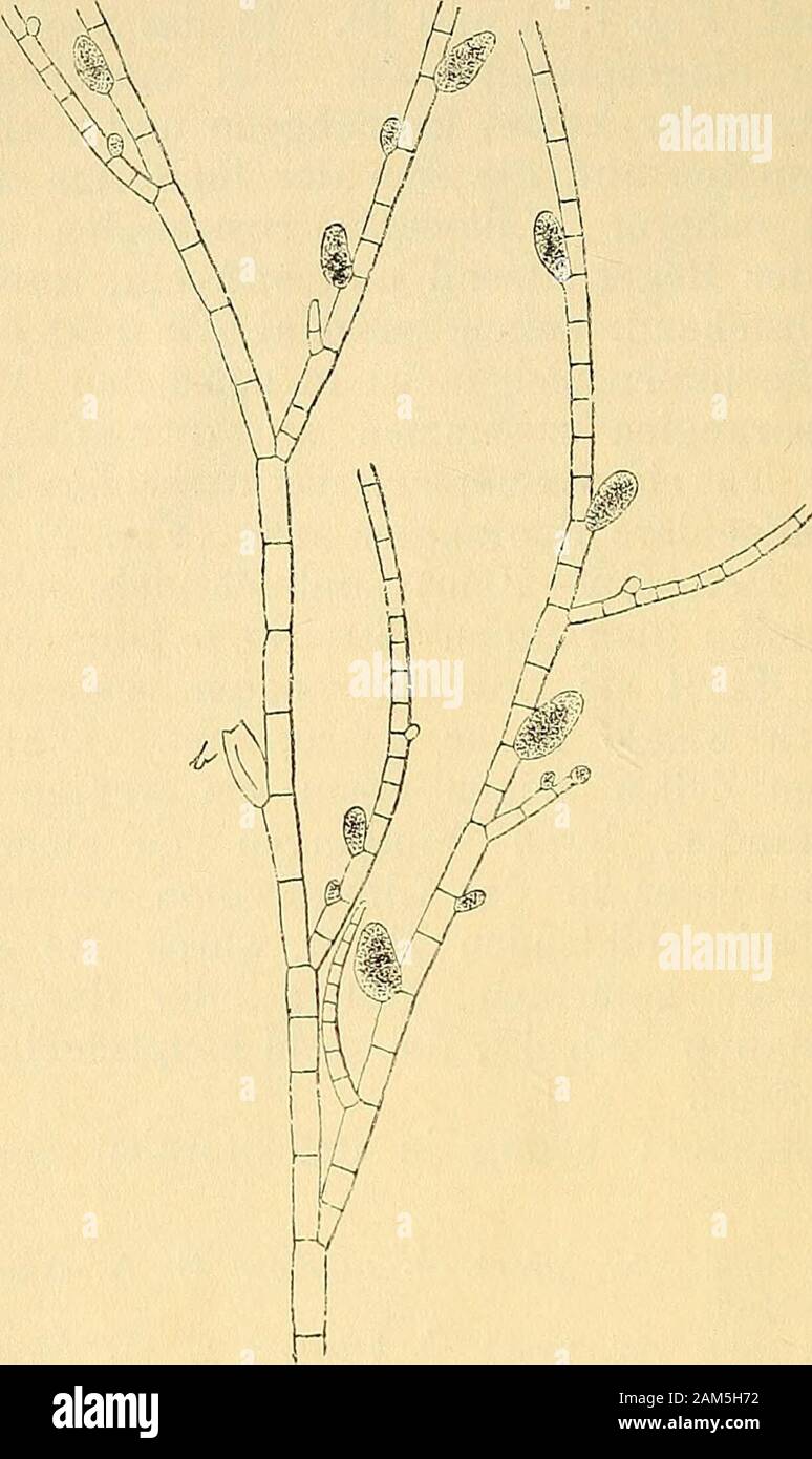 Beiträge zur Kenntnis einiger Ectocarpus-arten der Kieler Föhrde . flg. B.E. siliculosus Thuret, Rech. s. 1. zoosp. des Alg. PI. 24.E. siliculosus Lyngbye, Hydr. Dan. tab. 43. fig. C.E. spalatinus Kütz., Tab. phyc. 5, tab. 63, fig. 2.Conferva siliculosa Dillryn, British Conf. Suppl. p. 69. pl. E.Ceramium confervoides Roth, Cat. I. tab. 8. fig. 3 (Habitus!).Exsicc. E. siliculosus Aresch., Alg. scand. exs. Fase. 4. No. 176 (non 112).E. siliculosus Le Jolis, Alg. mar. de Cherb. No. 51.E. siliculosus Wyatt, Alg. Danm. No. 172.E. confervoides a. siliculosis Hauck und Richter, Phyc. Univ. No. 65. 2. Stock Photo
