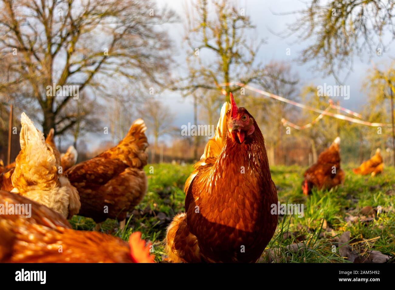 Free range organic chickens poultry in a country farm, germany Stock Photo