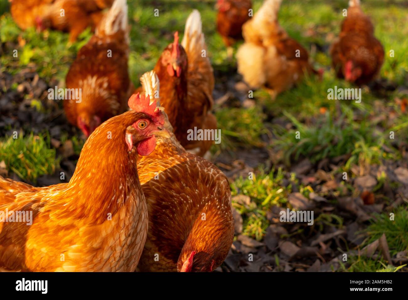 Free range organic chickens poultry in a country farm, germany Stock Photo