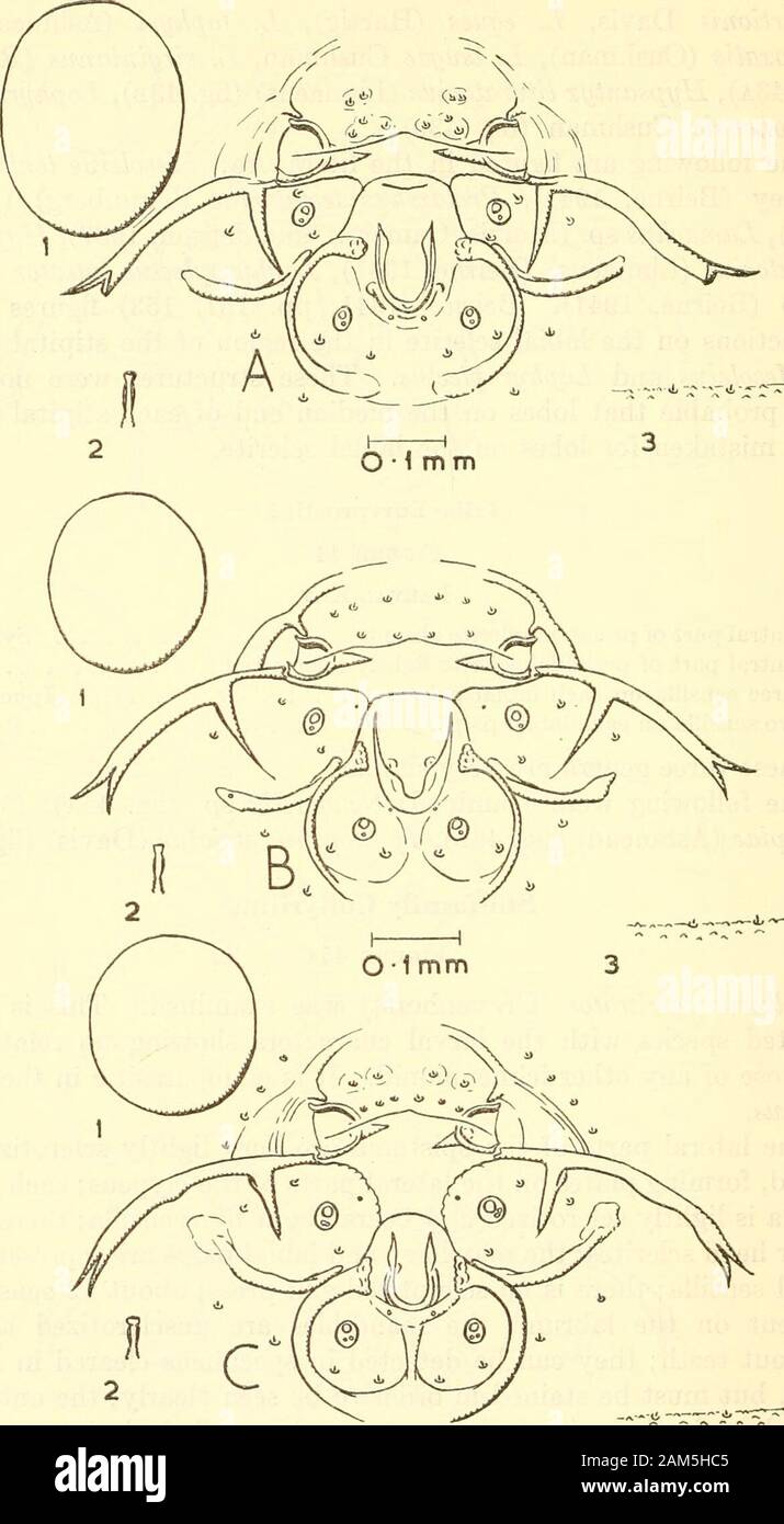 Proceedings of the United States National Museum . rator (Gravenhorst) w^as examined. This is a veryisolated species with the larval characters showing no relationshipto those of any other ichneumonid. It is endoparasitic in the sawflyCephus. The lateral parts of the epistoma are very lightly sclerotized andbroad, forming plates on the lateral parts of the clypeus; each pleuro-stoma is lightly sclerotized and bears about five sensilla; there are noother head sclerites: the maxillary and labial palps are represented bysmall sensilla; there is no sclerotized silk press; about 12 sensilla arepres Stock Photo