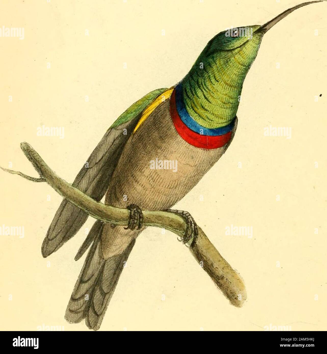 Zoological illustrations, or, Original figures and descriptions of new, rare, or interesting animals : selected chiefly from the classes of ornithology, entomology, and conchology, and arranged on the principles of Cuvier and other modern zoologists . J&gt;-f. p-. CINNYRIS chalybeia,Lesser collared Creeper. Generic Character. Rostrum elongatitm, graciUimum, arcuatum, apice acufis.smo, integer-rimo, ad basin depressiim, lateribus co7npressis, marginihtis iriflcxis,subtUissime dentatis ; muiuUbuld inferiore convexd. Lingua jacii-latoria, tubularis, fareata ? Nares basales, breves, nuda:, ovata;, Stock Photo