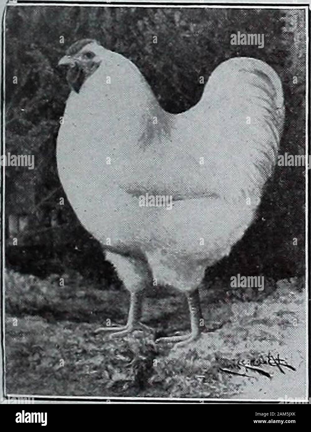 Poultry fancier . action guaranteed. A few pens Whites for ® 3 sale at $25 and 30 good Buff Pullets at $1.50 each. ® Langhorne Poultry Farm, Edw. Ambler. Prop., Langhorne. Pa.9 ®r®®®®®®®®®®»®®®®®®®®®®®®®®®®®®®®®®®®®®®®®*®®®®®®®®®*®» HEELERS WHITE WYANDOTTES The strain that has produced the winners at Ameri-cas largest and best shows for the past 18 years.They have that perfection of type combined with thatpurity of color so necessary to win The Worlds Greatest Strain EGGS. EGGS. $5.00 per 15; $9.00 per 30; $14.00per 50; $25.00 per 100. Special mated yards, $10.00,$15.00 and $20.00 per 15. Redu Stock Photo