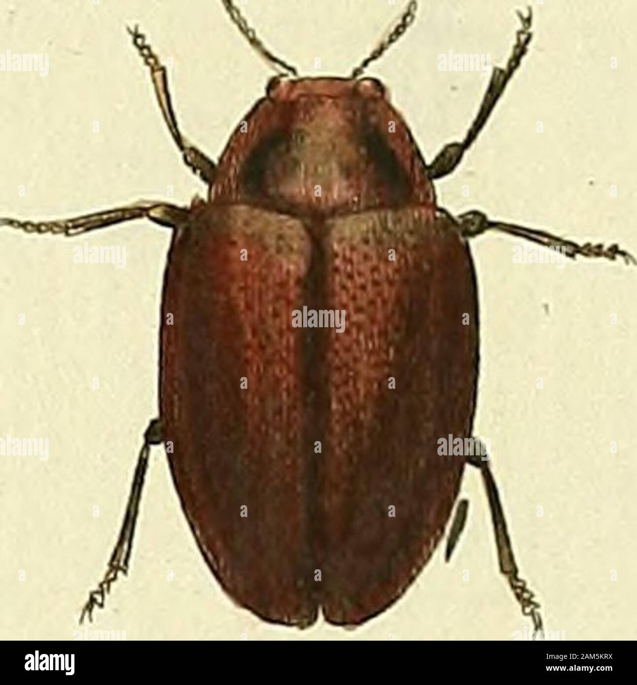 Entomologie, ou, Histoire naturelle des insectes : avec leurs ...