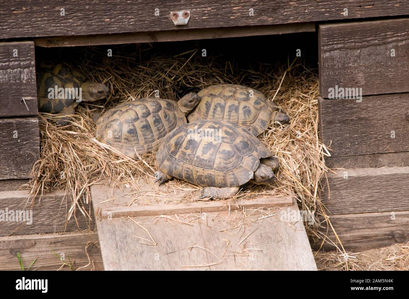 Tortoise in a park Stock Photo