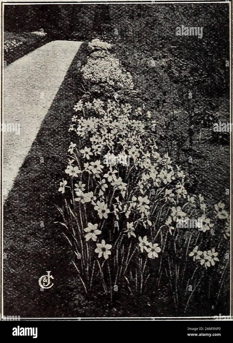 New floral guide : autumn 1913 . bewell started by setting the bulbs when plantedin a dark place for two or three weeks beforebringing gradually to the light. By planting at intervals you can have asuccession of bloom all winter. First-size, quick-blooming bulbs, 12 cts.each, 3 for 35 cts., 12 for $1.25, 100 for $9,delivered free in U. S. A. DOUBLE ROMAN NARCISSUS The flowers are perfectly double andpure snow-white, with small center petals ofrich golden yellow. It blooms very quicklyeither in water or soil; delightfully fragrant.3c. each, 12 for 30c, 100 for $2, delivered. PETITE DAFFODILS (B Stock Photo