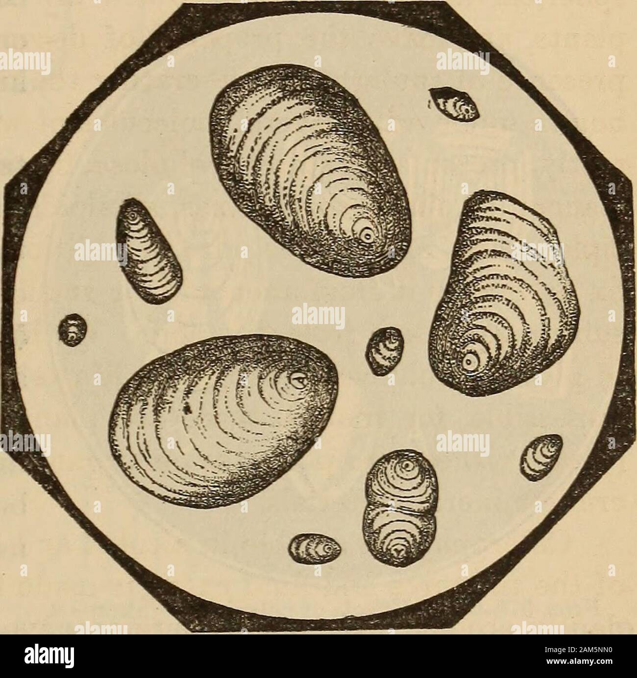 A Companion To The United States Pharmacopia F The Plant As In The Variousseeds Of The Cereals In Tube Rous Roots Etc And Thesestructures Are The Great Fat Producing Foods Of The Ani Mal A Companion To The United States Pharmacopia F The Plant As In The Variousseeds Of The Cereals In Tube Rous Roots Etc And Thesestructures Are The Great Fat Producing Foods Of The Ani Mal
