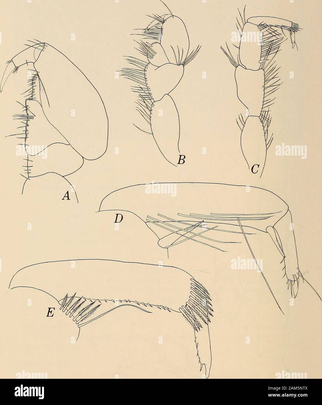 Annals of the South African Museum = Annale van die Suid-Afrikaanse Museum . Fig. 45. Quantanthura remipes. A. Holotype 9 dorsal view. B. Pleon 9 dorsal view.C. Pleon lateral view. D. Antenna. E. Antennule. F. Mandible. G. Maxilla. H. Maxilliped. Scale in mm. 168 ANNALS OF THE SOUTH AFRICAN MUSEUM. Fig. 46. Quantanthura remipes. A. Pereopod 1.D. Pereopod 7 dactylus and propodus outer surface. B. Pereopod 2. C. Pereopod 7.E. Pereopod 7 dactylus and propodus inner view. SOUTHERN AFRICAN ANTHURIDEA 169 Remarks Since the revision of the diagnosis of Anthelura (Kensley 1978&lt;i: 787) andQuantanthu Stock Photo