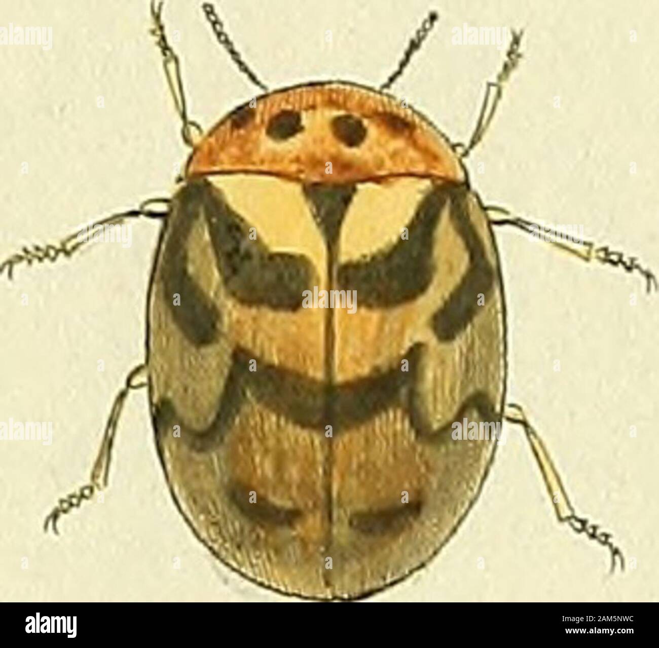 Entomologie, ou, Histoire naturelle des insectes : avec leurs ...