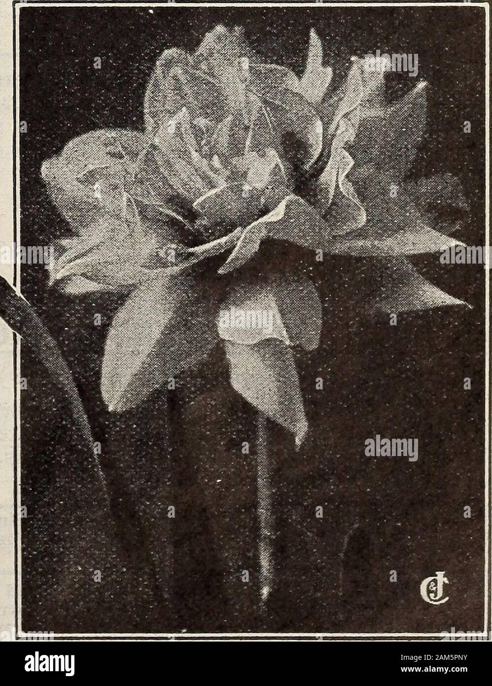 New floral guide : autumn 1913 . theDaffodils that come before the sWaltaW dares Double Narcissi, or Improved Daffodils Delivered free in the U. S. A. at these prices Hundred rate is 75 times single price, prepaid Each 3 for Doz. Alba plena odorata. The Double White PoetsNarcissus. Double, snow-white gardenia-like flowers, delightfully sweet. cts. 03 0404 0704 cts.08 IQIO 18IO cts. 25 3535 70 35 Incomparabilis fl. pi. Butter and Eggs.Large, handsome flowers, as double as roses;bright canary-yellow, with rich orangecenter Grange Phoenix. Eggs and Bacon. Outerpetals nearly pure white, center mix Stock Photo
