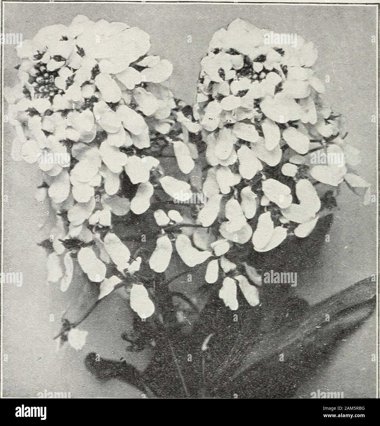 A Short List Of Flower Seeds For Florists That Should Be Sown Early January 1911 Lverblooming Begonias Begonia Semperf Lorens The Varieties Offered Below Are Without Doubtthe Best Of All