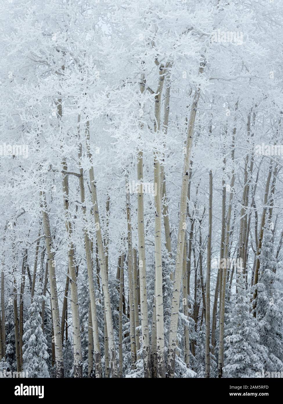 Hoarfrost and snow covers trees in Southcentral Alaska. Stock Photo