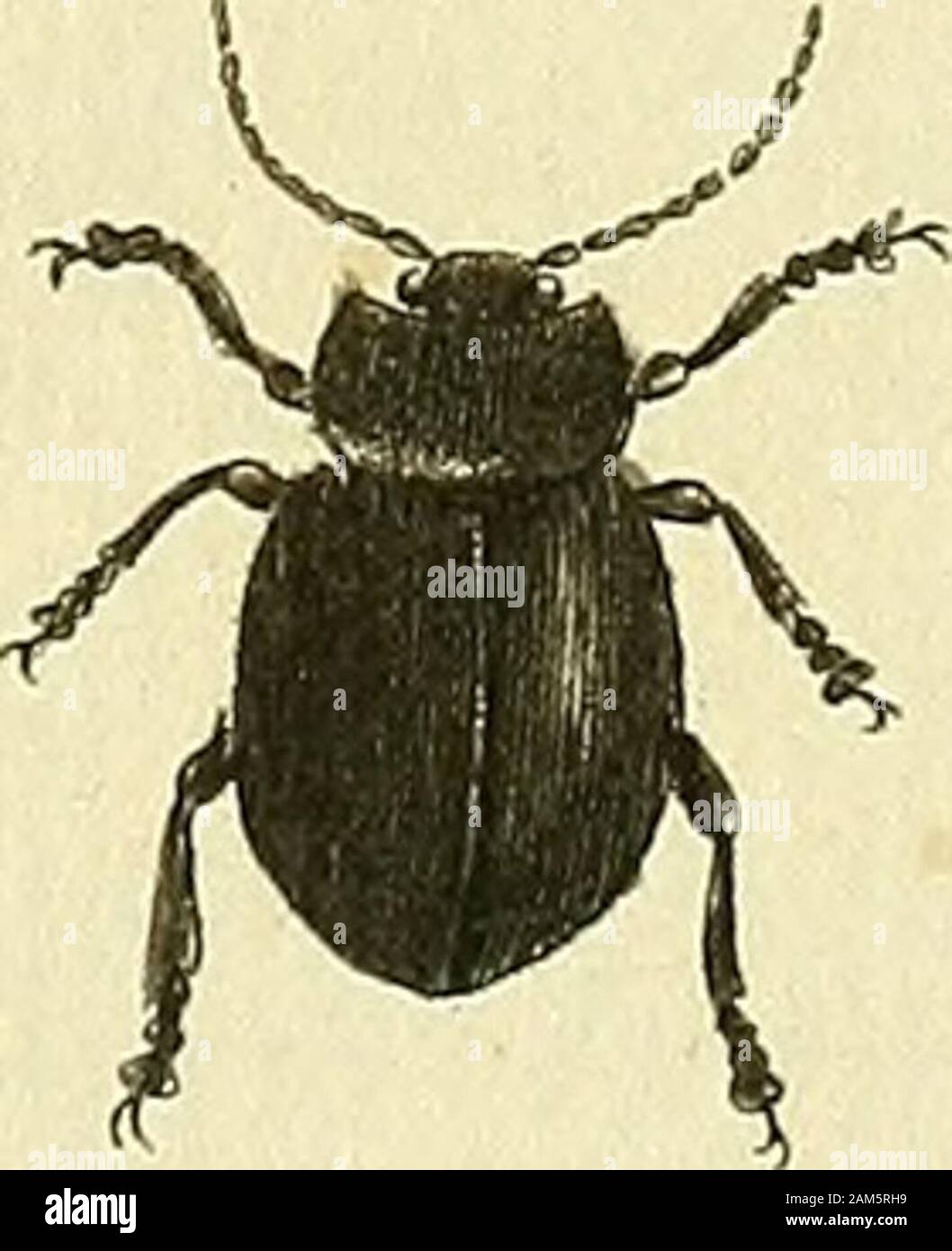 Entomologie, ou, Histoire naturelle des insectes : avec leurs ...