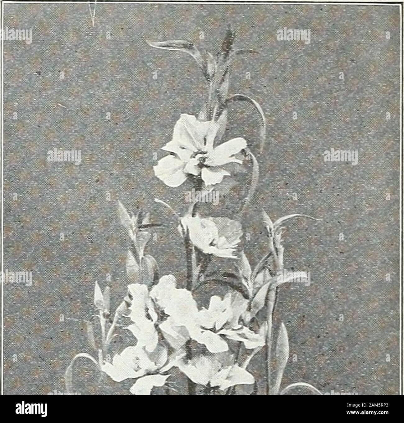 Farquhar's garden annual : 1922 . Lagarus ovatus. Oz., .30Pennisetum longistylum 2 ft Oz., .40 Ruppelianum.  oz., .25Uniola latifolia. 3 ft. ..Zea Japoniea variegata 5 ft Zea gracillima variegata 4 ft 2325 Zea quadricolorOz., .20 2330 Ornament al Grasses Mixed. Oz., .50; Pkt..10 .10.10.10 .10 .10 .10 .05. f&gt;^i^ Perennial varieties, seeNos. 6850-6885. Stock Photo