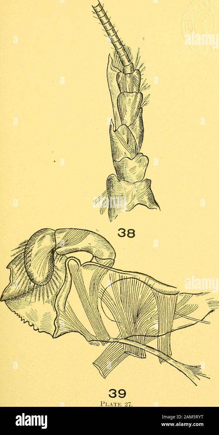 Annual report of the Commissioners of Inland Fisheries made to the General Assembly . 37 36 Plate 26. Plate 27. Fourth-Stage Lobster. Figure 38, Right second antenna from below, M=18. See description offigure 37. The eiidopodite is represented cut off. Figure 39. Right mandible seen from the inside and above, M^65. Thepalpus has further developed since the third stage, and the toothed part of themandible has become hard through the absorption of lime salts from the water.The same is true of other parts of the exoskeleton.. Plate 28. Fourth-Stage Lobster. Figure 40. Right first maxilla from out Stock Photo