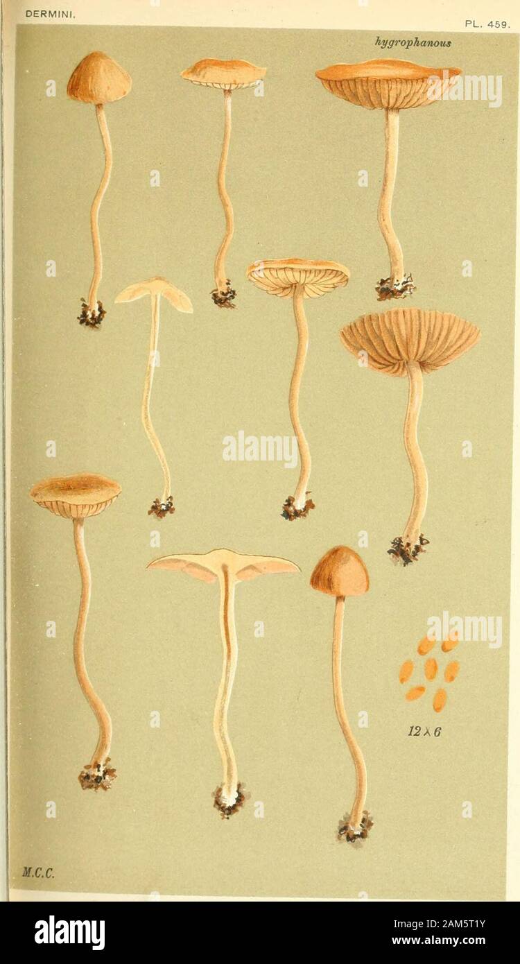 Illustrations of British Fungi (Hymenomycetes), to serve as an atlas to the 'Handbook of British Fungi' . 6D AQARICUS (UAUCORIA) MYOSOTIS. Fries. MAJOR.i« peat mosses, on moors. Near Scarhoro. Aug. 1884. DERMINI. AGARICUS (NAUCORIA) TEMULENTUS. Fries.moUt places in woods. Cowarne Court, Hereford. Sept. 1884. tt PL. 482. Stock Photo