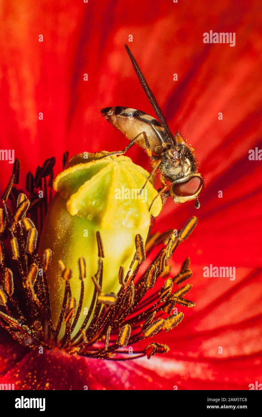 Hoverfly on red poppy flower Stock Photo