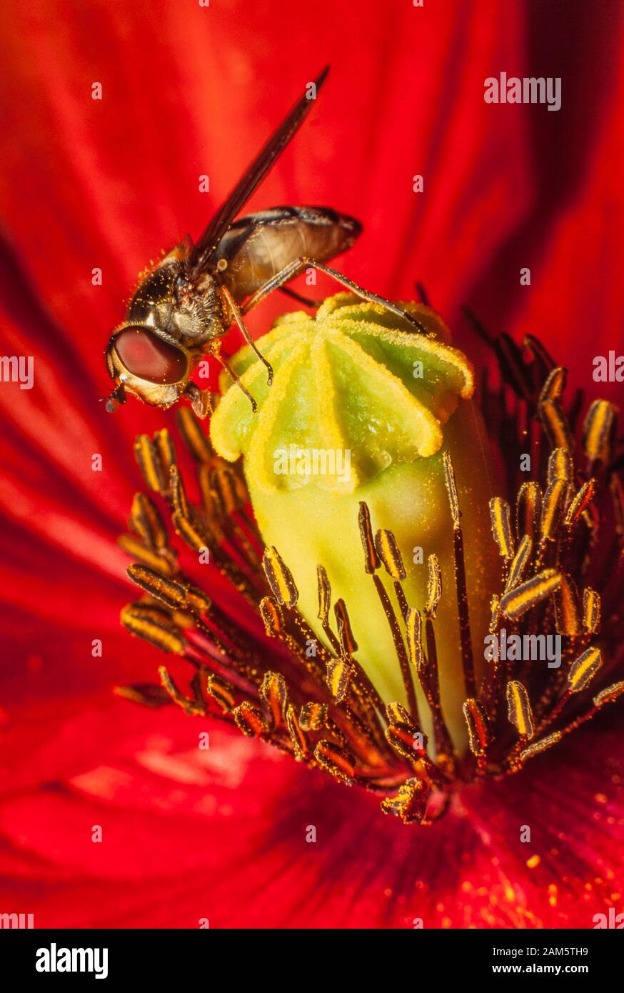 Hoverfly on red poppy flower Stock Photo