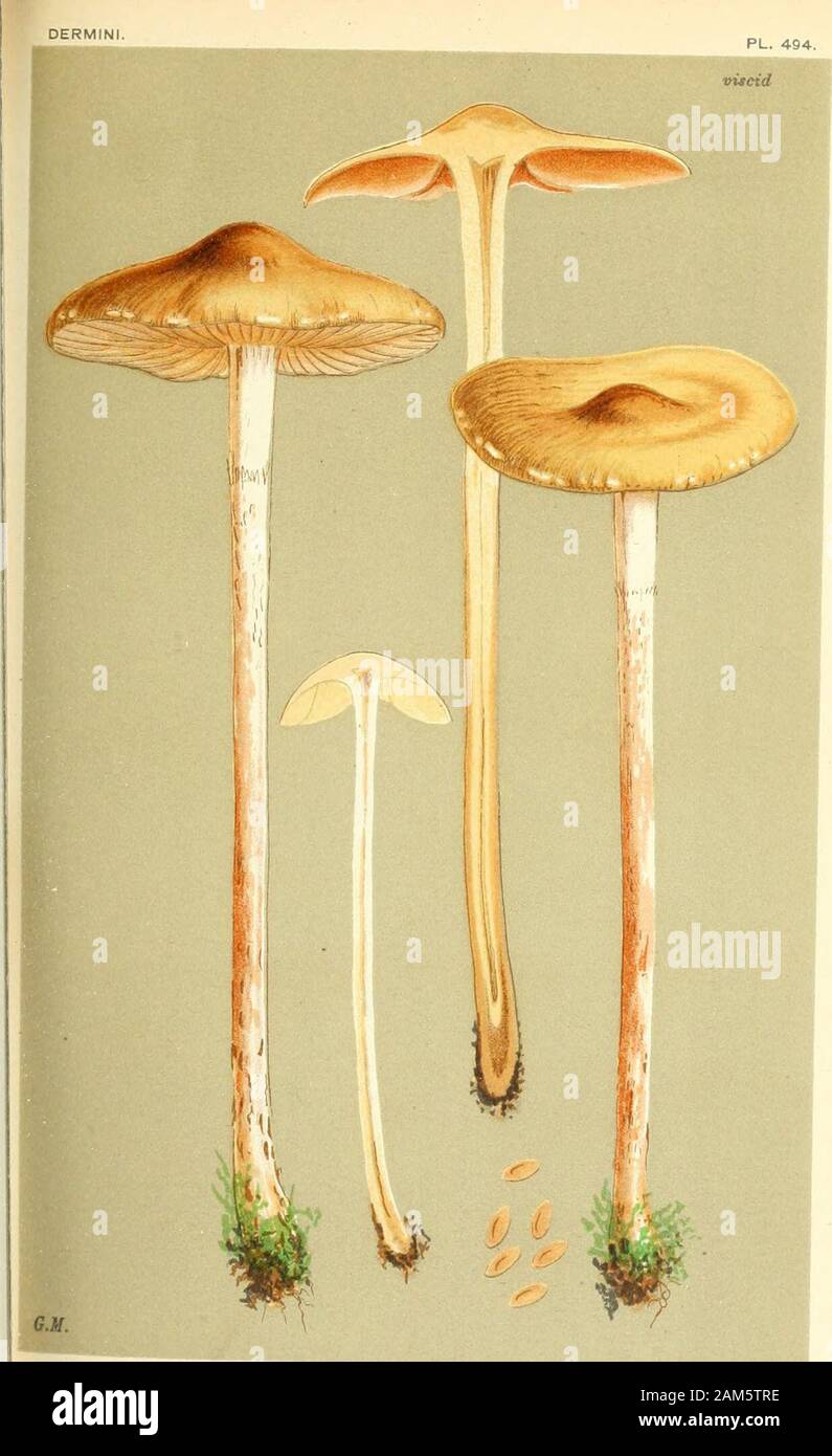 Illustrations of British Fungi (Hymenomycetes), to serve as an atlas to the 'Handbook of British Fungi' . ^HB^ m M.C.C. AGARICUS. (NAUCORIA) TABACINUS. Fries.amongst short grass. Kew Gardens.. 6D AQARICUS (UAUCORIA) MYOSOTIS. Fries. MAJOR.i« peat mosses, on moors. Near Scarhoro. Aug. 1884. DERMINI Stock Photo