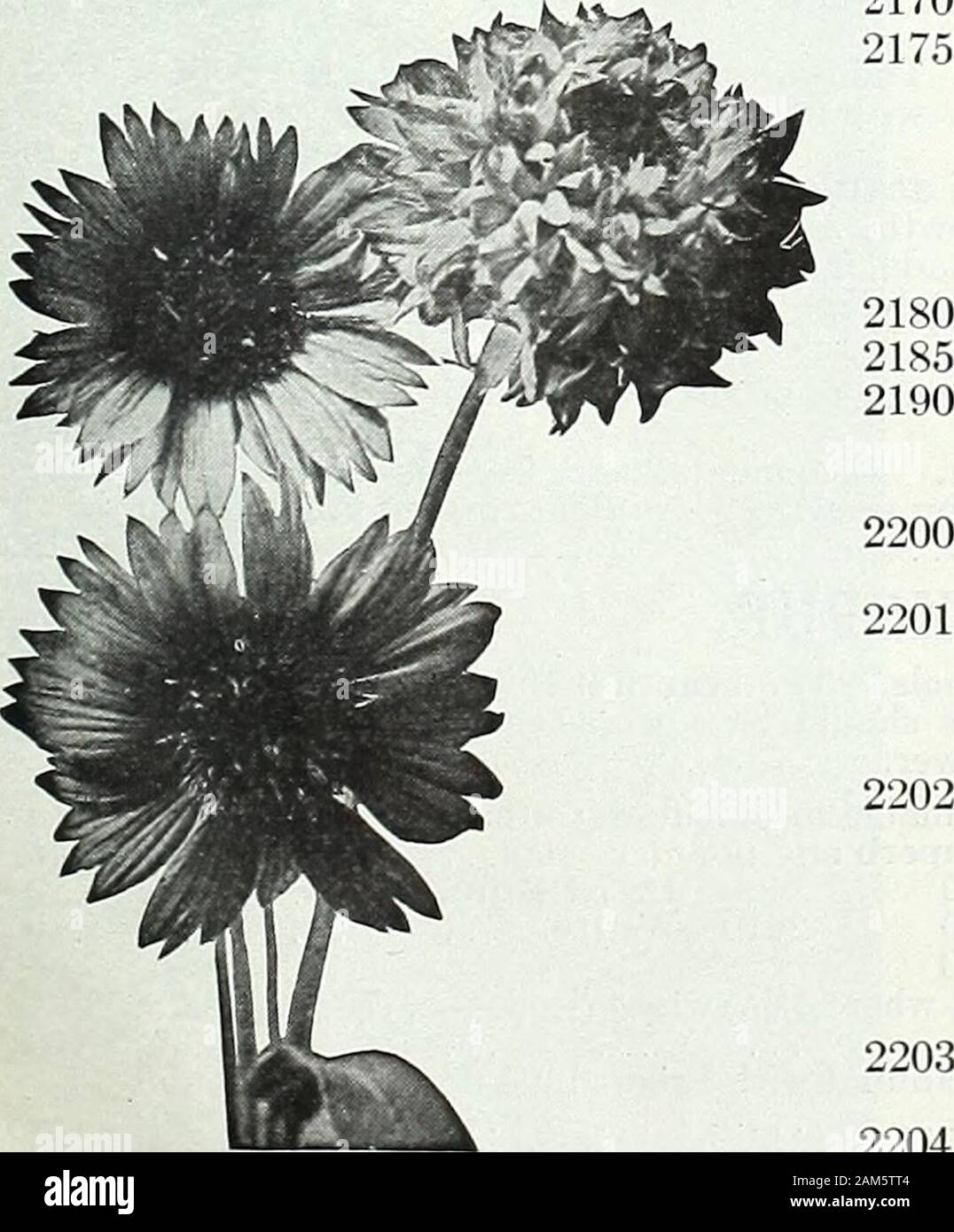 Farquhar's garden annual : 1922 . Eschscholtzia Farquhars Special Mixture. 2160 Farquhars Special Mixture, including all the new shades. ... Oz., $1.50; j oz., .50; .15 Mixed ilb.,$1.25;oz., .40; .10 2165 Collection of 6 varieties, separate, our selection. .50 FEVERFEW. (Matricaria eximia.) 2170 Silver Ball. Double white. 1| ft 2175 Golden Ball. Large heads of golden-yeUow flowers EUPHORBIA heterophylla. {Mexican Fire Plant.)Showy plant with glossy green leaves, which aboutmid-summer become tipped with orange-scarlet.2 to 3 ft ioz., .35; variegata. (Snow-on-the-Moimtain.) Foliage beauti-fully Stock Photo