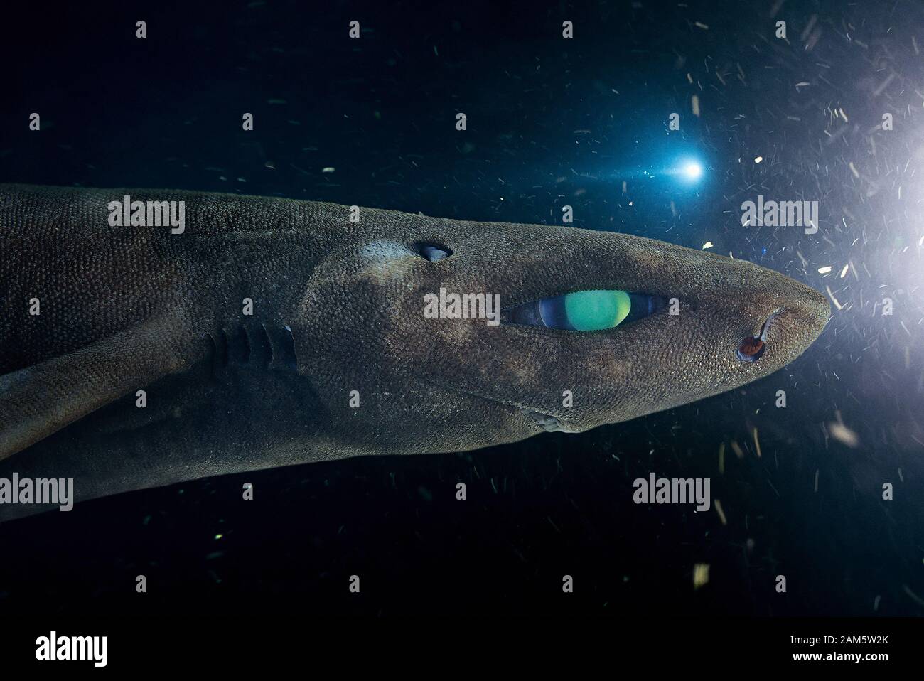 Dogfish Head High Resolution Stock Photography and Images Alamy