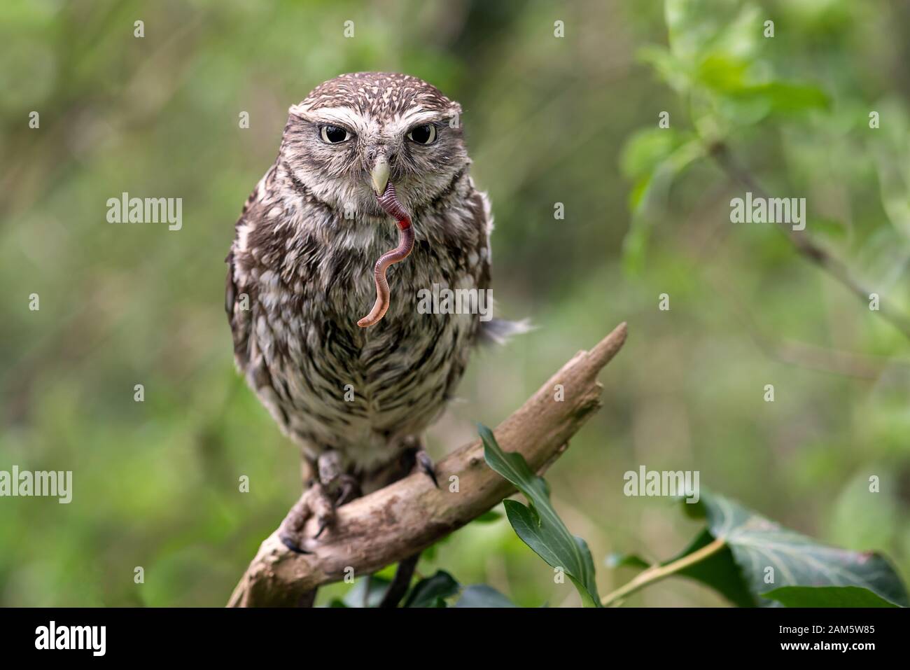 A close up of a little owl, Athene noctua, perched on a branch in a wood and feeding on an earth worm which is hanging from its beak. Stock Photo