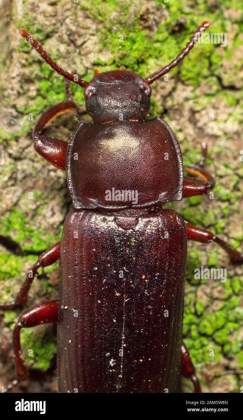 Mealworm beetle, Tenebrio molitor, a pest often found in granaries. Stock Photo