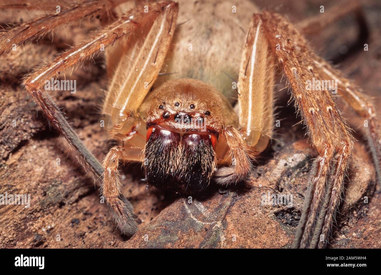Giant crab spider huntsman spider hires stock photography and images Alamy