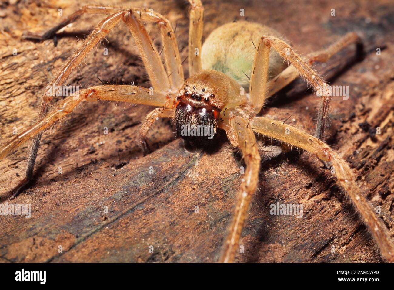 A Crab spider, Huntsman spider. Common to the middle East Stock Photo Alamy