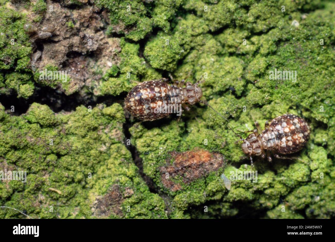 Bark lice, Cerobasis guestfalacia, algae covered tree bark Stock Photo