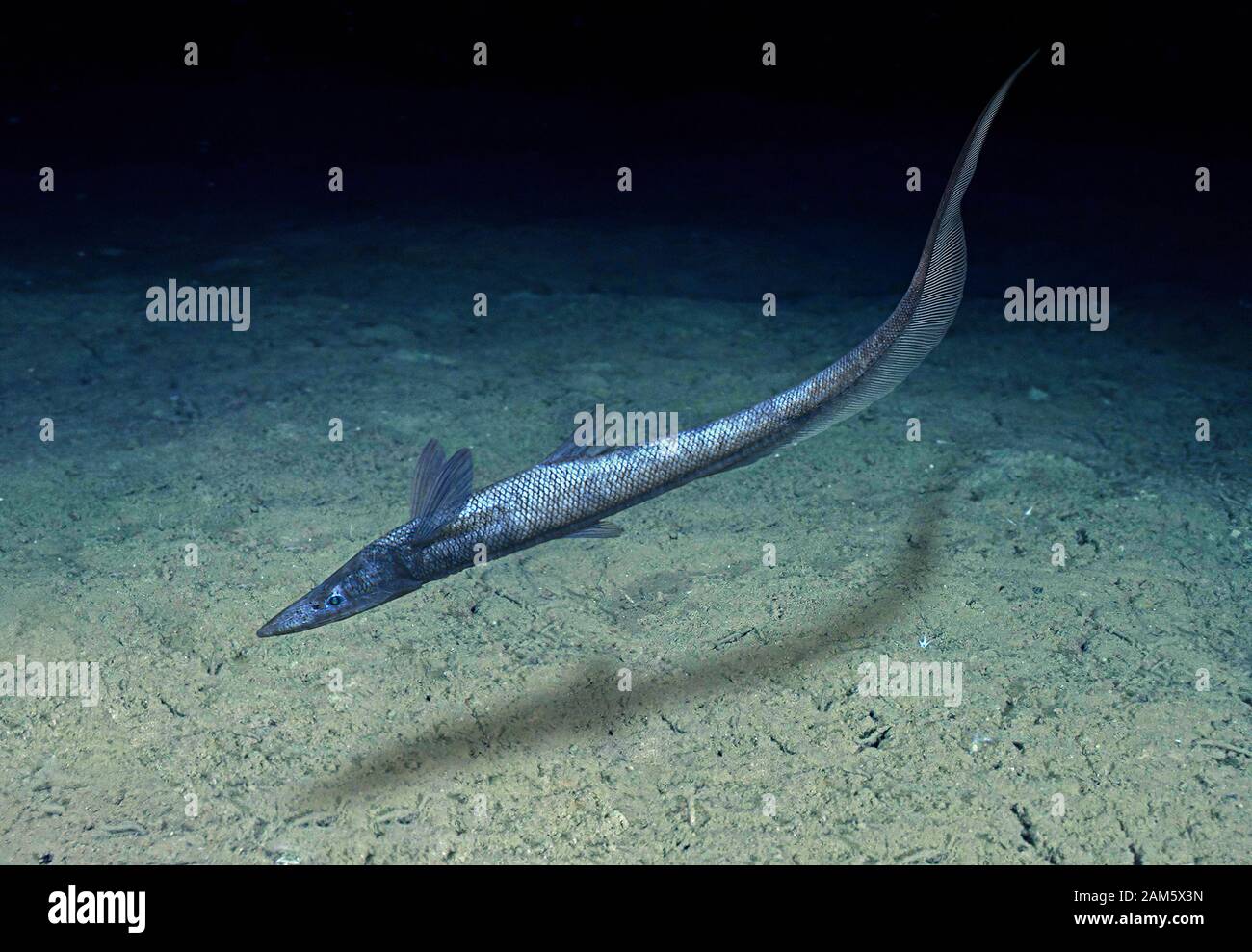 how to fish in the abyssal depths survive the pressure how to fish in the abyssal depths survive the pressure