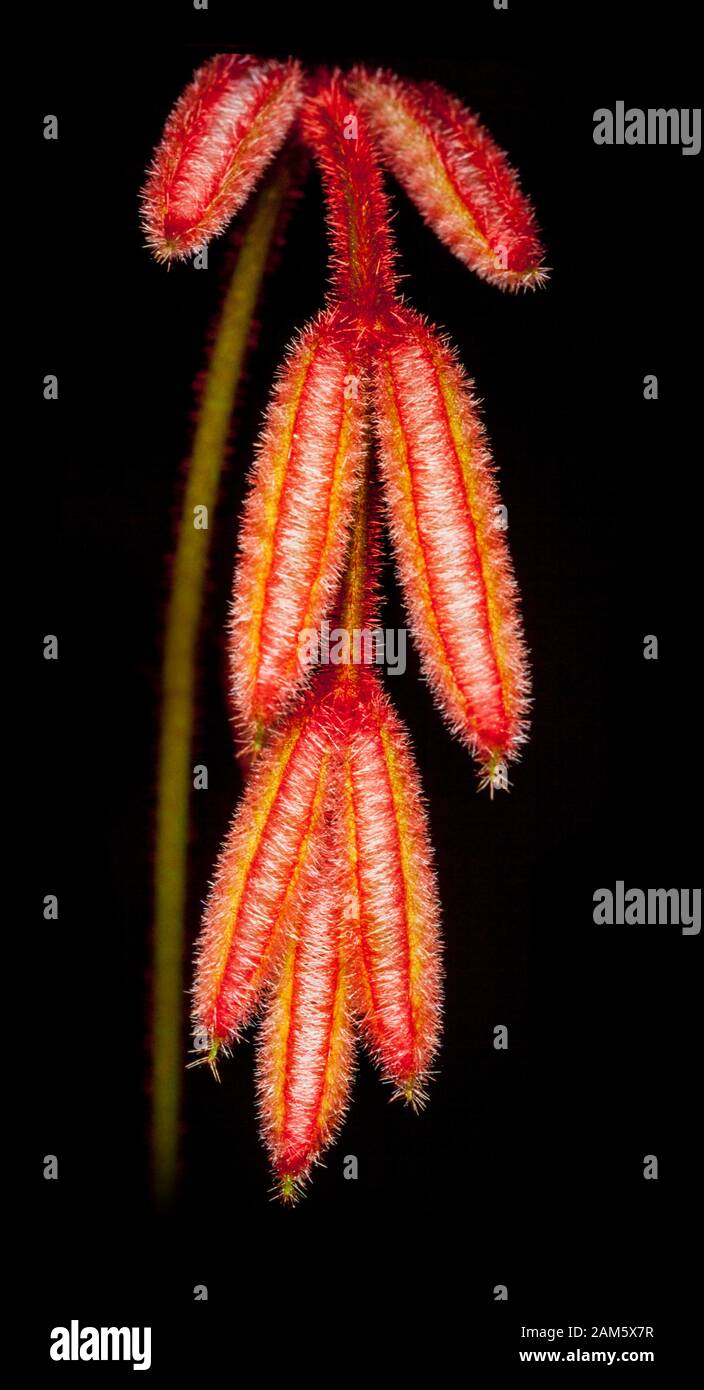 Imature plantlet leaves, very hairy, Malaysia Stock Photo