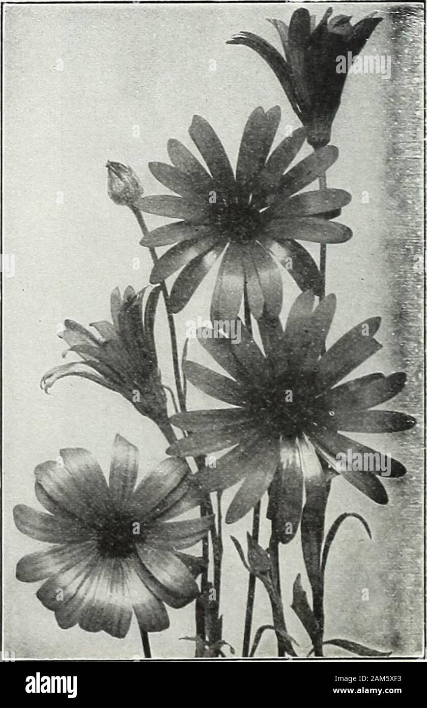 Farquhar's garden annual : 1922 . with purple; fragrant . ... ... ... ... j oz., .40; DIASCIA barbarse. A free-flowering half-hardy annual with beautiful rosy-pink flowers borne in great profusion during the Summer months; useful as a pot plant for greenhouse decoration. 1 ft.DIDISCUS cceruleus. An attractive annual blooming from July until frost. The flowers are pale lavender and are invaluable for cutting. 1| ft ioz., .60; DRACOCEPHALUM moldavicum. A showy annual producing long spikes of bright blue flowers; fine for cutting .. ... ; oz., .25; Farquhars Superb Mixed Dianthus. DOUBLE VARIETIE Stock Photo
