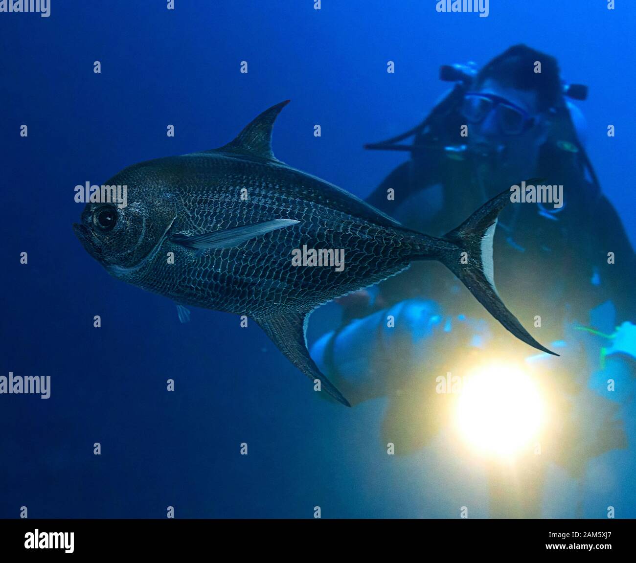 Pomfret Fish High Resolution Stock Photography and Images Alamy