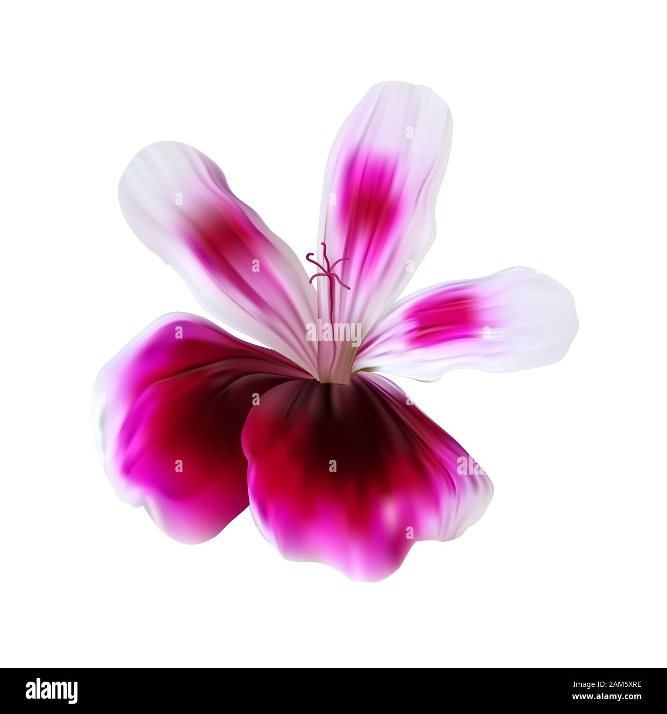 Small-leaved pink pelargonium vector close-up. Purple pink geranium flowers against mosquitoes and for aromatic oils. Stock Vector