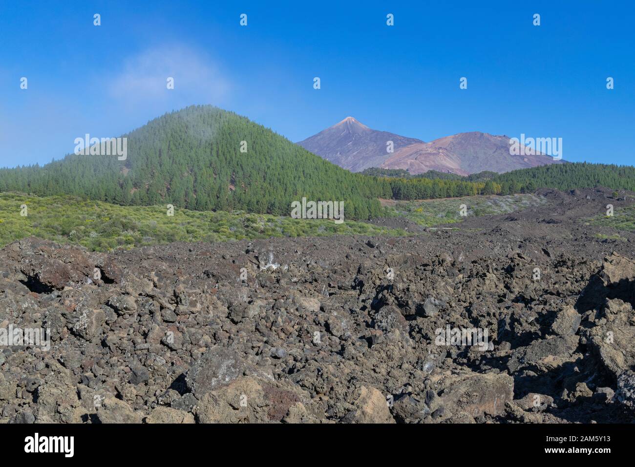 Teide and Montaña blanca volcanoes, with canarian green pines forest ...