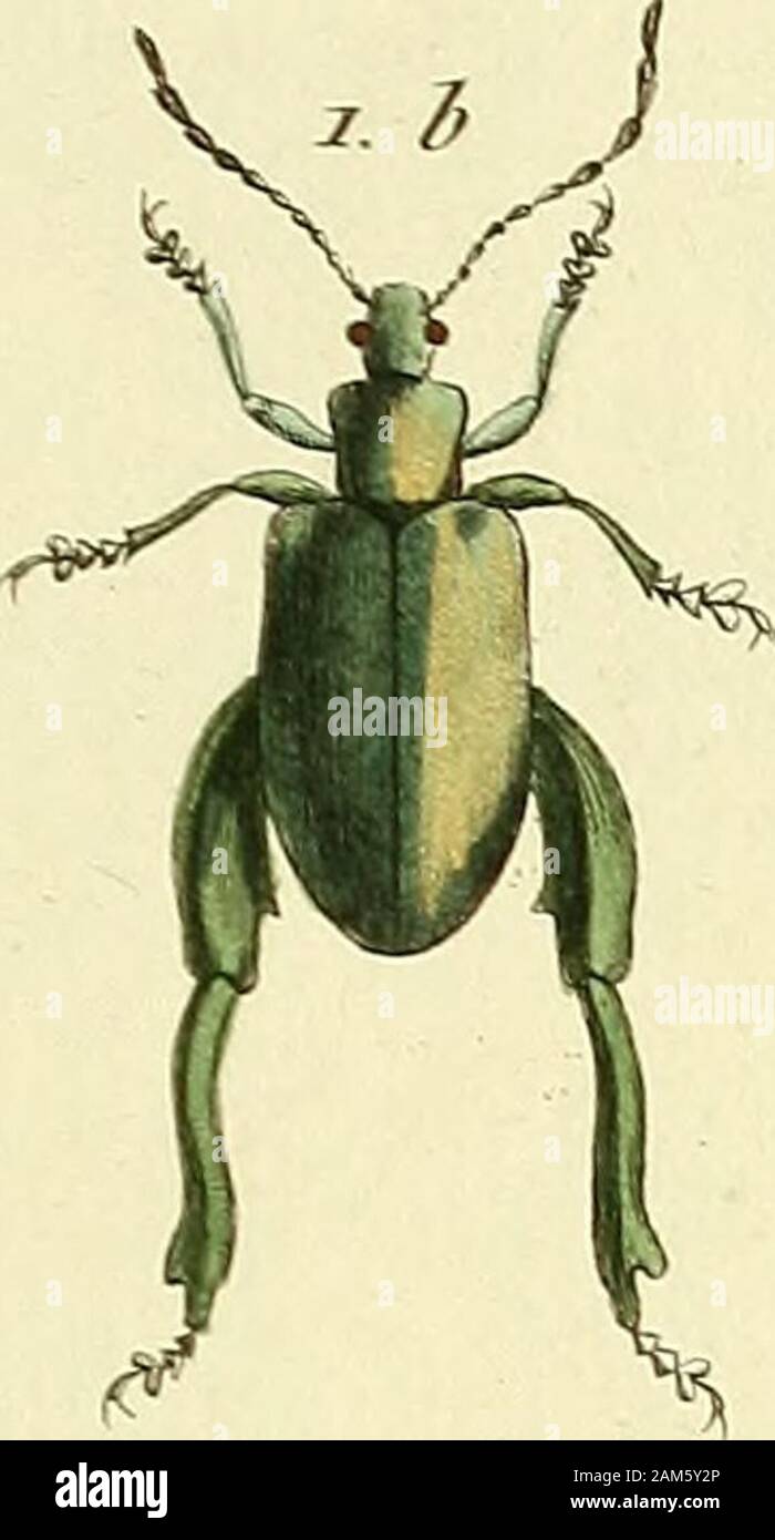 Entomologie, ou, Histoire naturelle des insectes : avec leurs caractères génériques et spécifiques, leur description, leur synonymie, et leur enluminée . ù*^ Mi j tetin e^r /rr/i, r Jla/icetrf^ oc NcK). SAGIŒ. ./W/7V/. I^Z.I.. Stock Photo