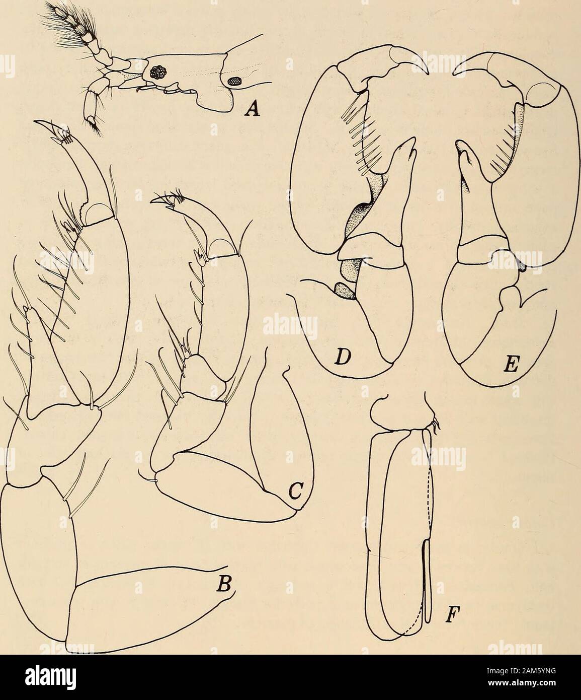 Annals of the South African Museum = Annale van die Suid-Afrikaanse Museum . roduced well beyond propodal base into narrowly rounded bilobed process.Pereopods 2-3 with dactylus meeting distal extension of triangular carpus.Pleopod 2 endopod with simple rod-like copulatory stylet not reaching apex oframus. Colour pattern Similar in male and female. Cephalon with triangular patch of pigmentwith base between eyes. Pereonite 1 with narrow hoop of pigment in anteriorhalf. Pereonites 2-3 with hollow rectangle of pigment. Pereonites 4-7 withtransverse band of pigment near posterior margin. Pleonite 6 Stock Photo