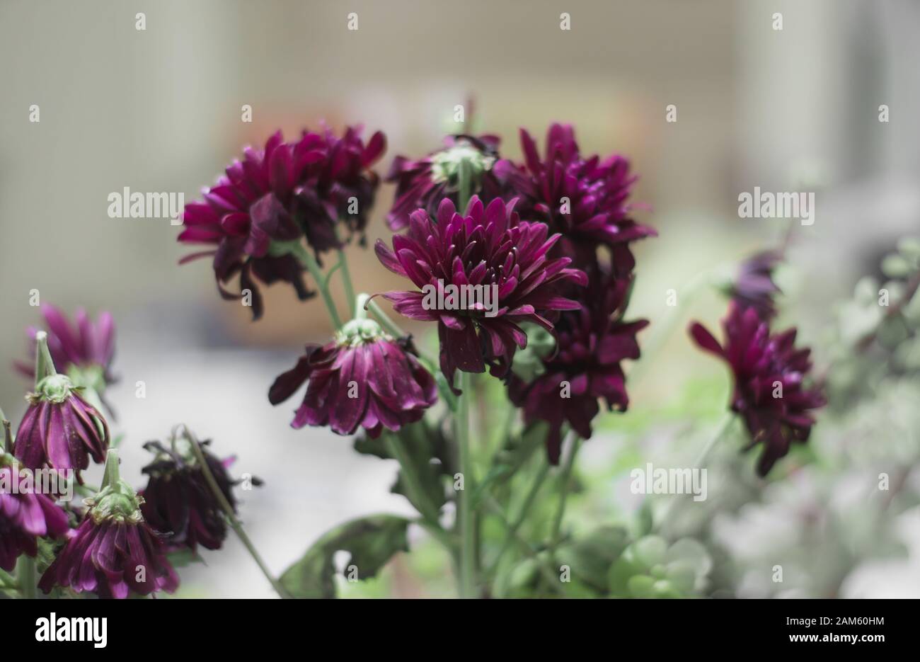 Purple flower on a white and gray background. Indoor flower pot. Home gardening. Stock Photo