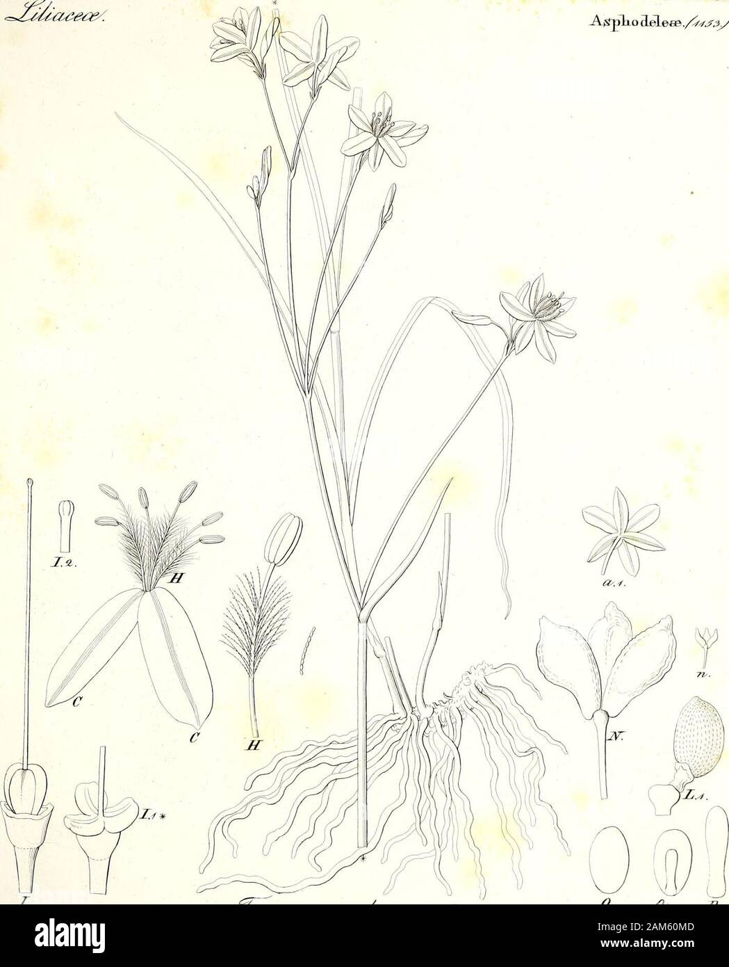 Iconographia generum plantarum . &. /rf/) J AjSplio ddeaa./5y^/. I rz^^^/Ti^f^/afam &lt;%.&lt;3$z& ./^j?7&lt;fj Stock Photo
