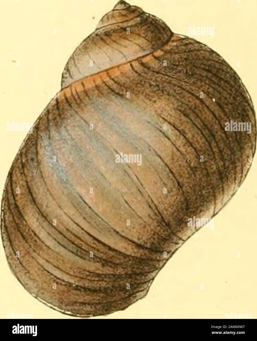 Zoological illustrations, or, Original figures and descriptions of new, rare, or interesting animals : selected chiefly from the classes of ornithology, entomology, and conchology, and arranged on the principles of Cuvier and other modern zoologists . Stock Photo