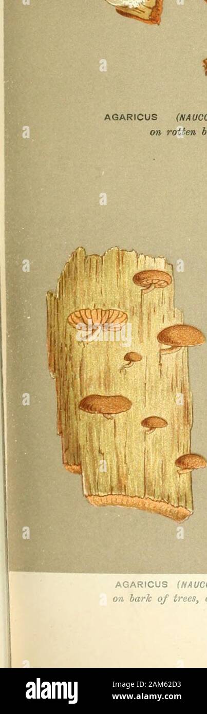 Illustrations of British Fungi (Hymenomycetes), to serve as an atlas to the "Handbook of British Fungi" . AGARICUS (NAUCORIA) CENTUNCULUS. Fries,on rotten beech wood. jEpping. B. % Stock Photo