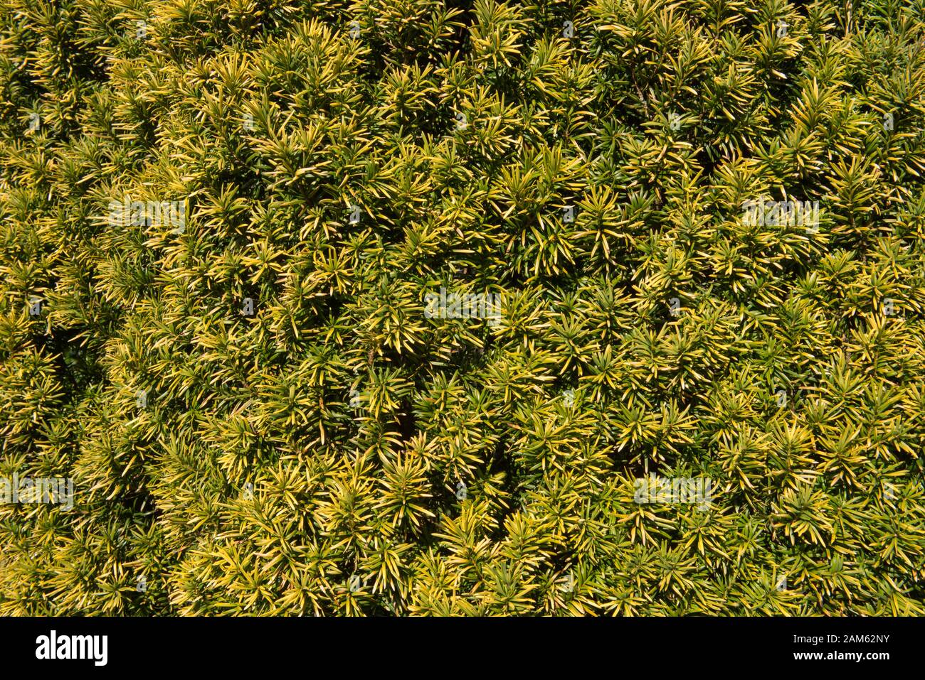 The Evergreen Foliage  of a Common, European or English Yew (Taxus baccata 'Standishii') in Rural, England, UK Stock Photo