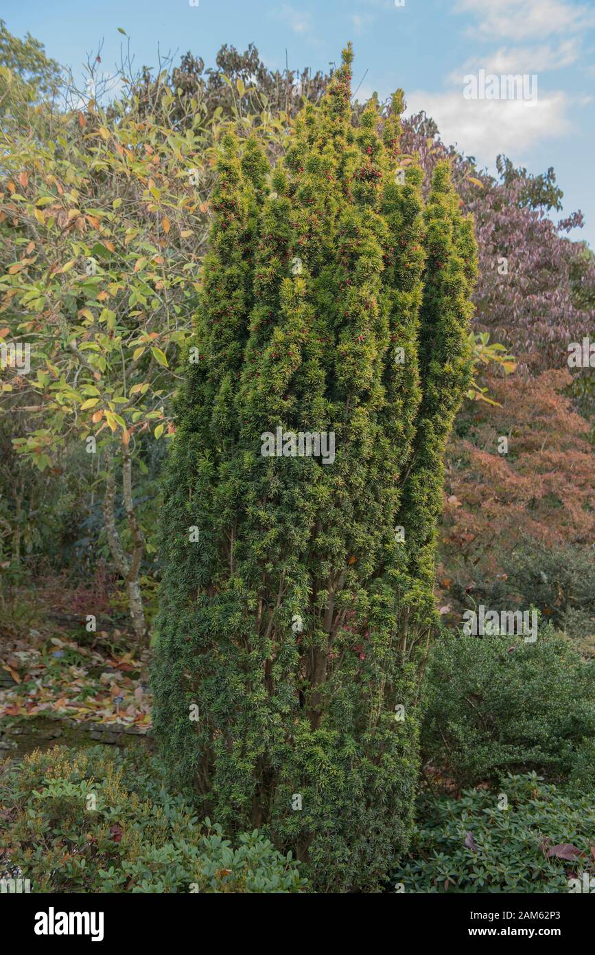 The Evergreen Foliage  of a Common, European or English Yew (Taxus baccata 'Standishii') in Rural, England, UK Stock Photo