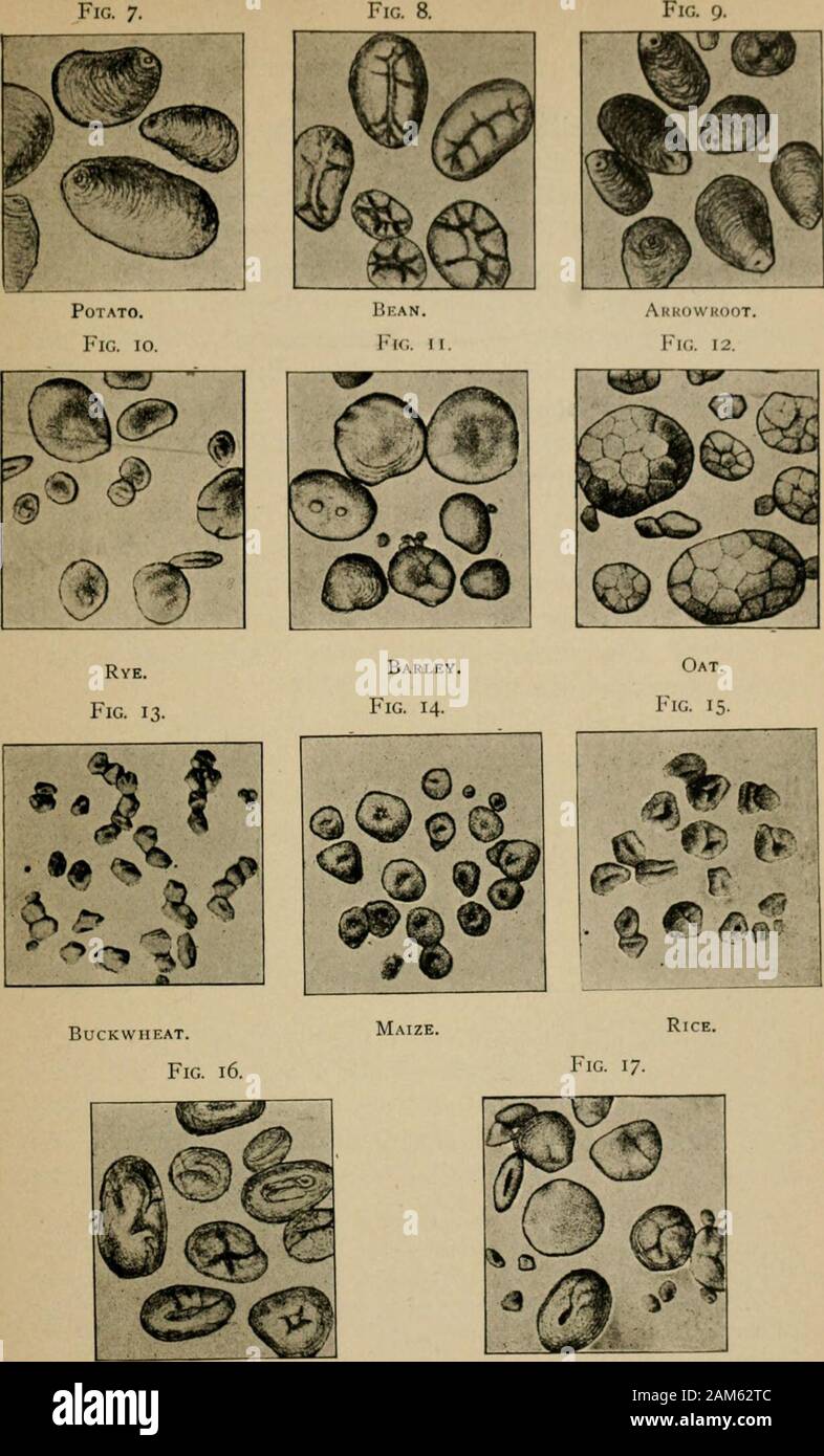 Page 3 Maltose High Resolution Stock Photography And Images Alamy Page 3 Maltose High Resolution Stock Photography And Images Alamy