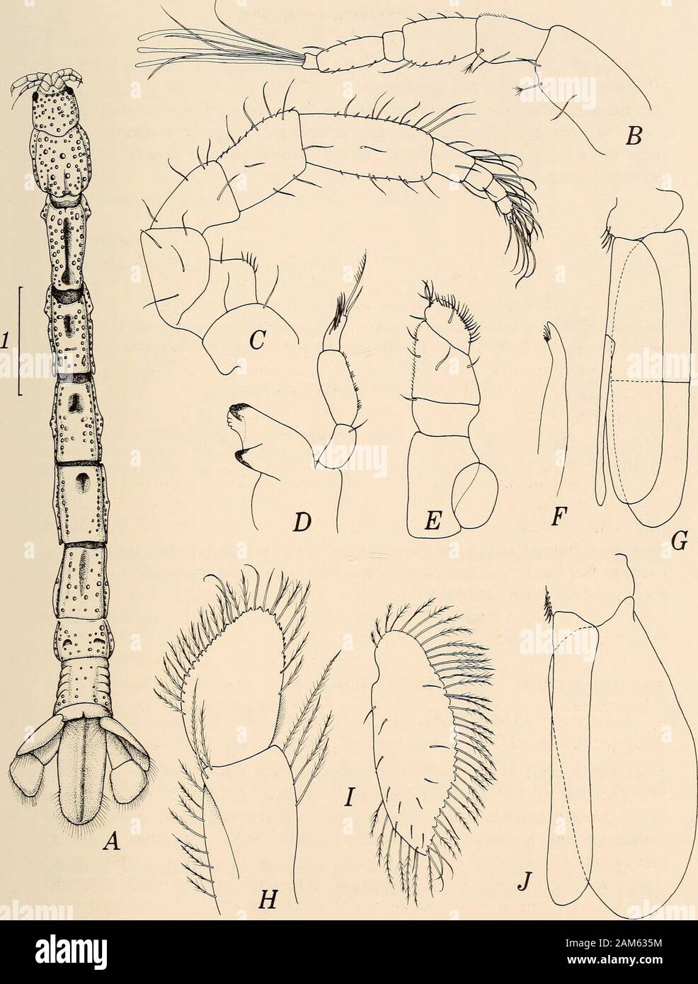 Annals of the South African Museum = Annale van die Suid-Afrikaanse Museum . les; endite absent. Pereopod 1 unguis more than half length ofdactylus; propodus expanded proximally, palm gently concave, with fivesubmarginal spines; carpus triangular, distal rounded lobe bearing spine-scales,Pereopod 2 unguis half length of dactylus, with strong auxiUary spine at base;propodus rectangular, with strong sensory spine at posterodistal corner,posterior margin bearing fringed scales; carpus triangular, with strongposterodistal spine. Pleopod 1 exopod operculiform, subequal in length andabout three time Stock Photo