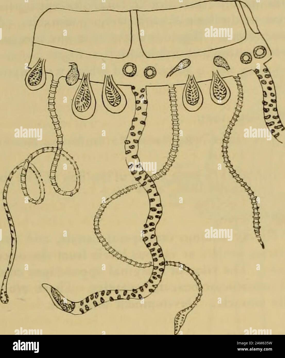 Medusae of the world . decided,could not be determined in the 