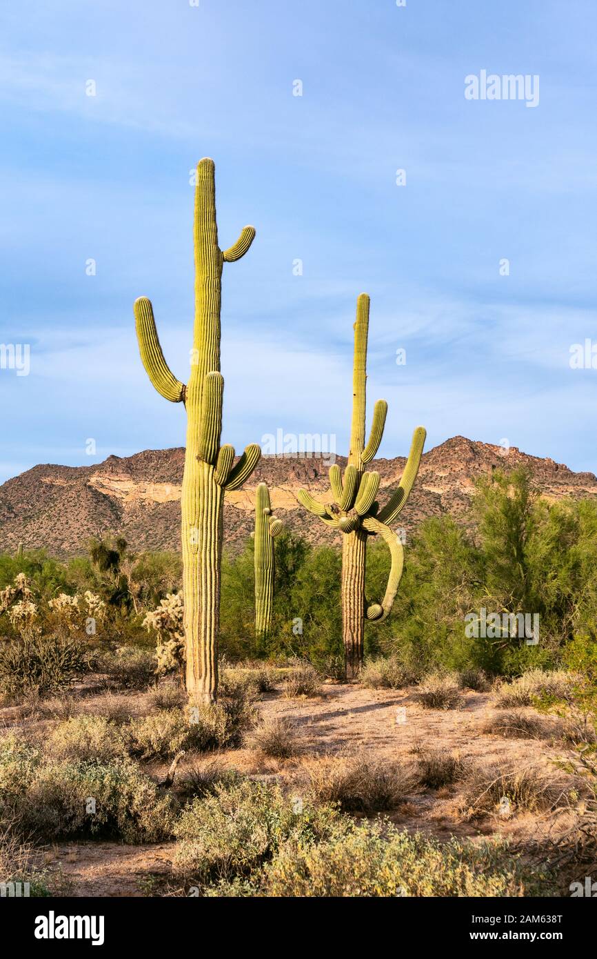 Saguaro Cactus (Carnegiea gigantea) in Usery Mountain Park, Phoenix, Arizona Stock Photo